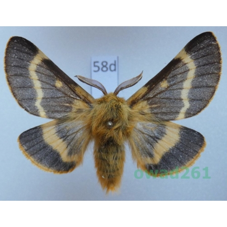 Lemonia dumi (Linnaeus, 1761) male Slovakia58d
